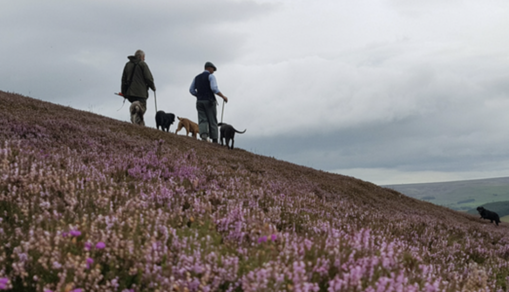 Recognising the benefits of heather moorland: the GWCT needs your help