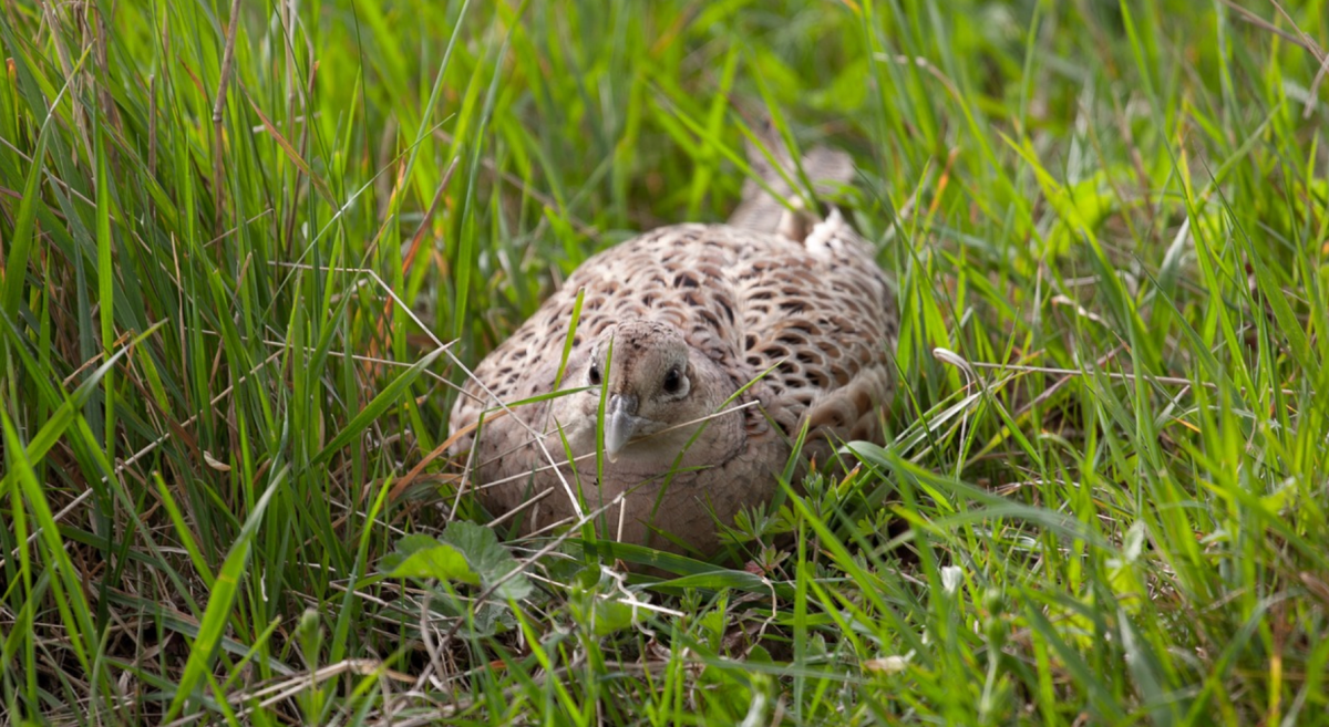 Important update on H5N1 in France  