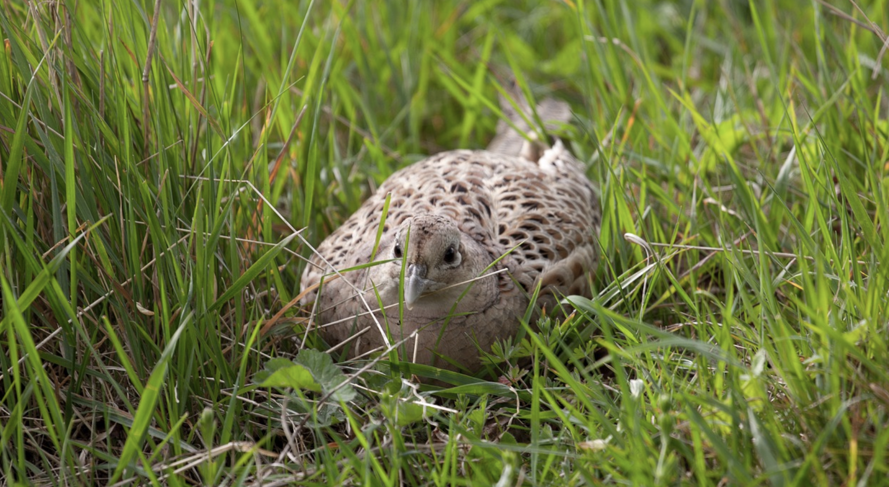 Important update on H5N1 in France  