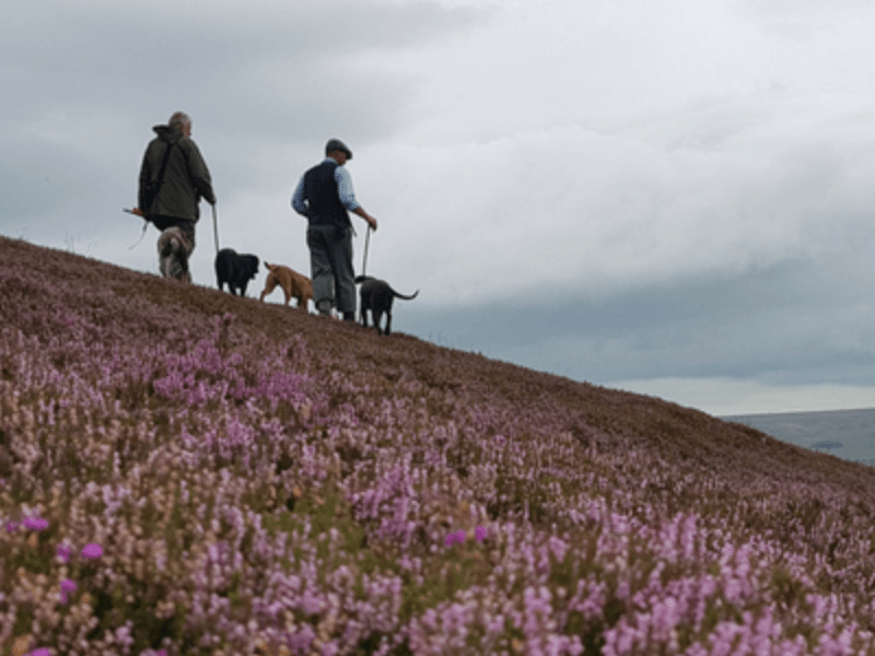 Recognising the benefits of heather moorland: the GWCT needs your&nbsp;help