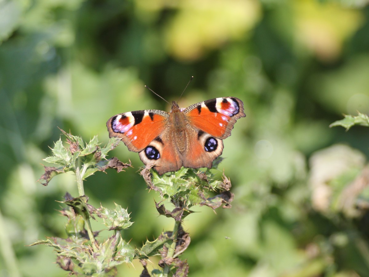 RABI announces storm response fund for&nbsp;farmers
