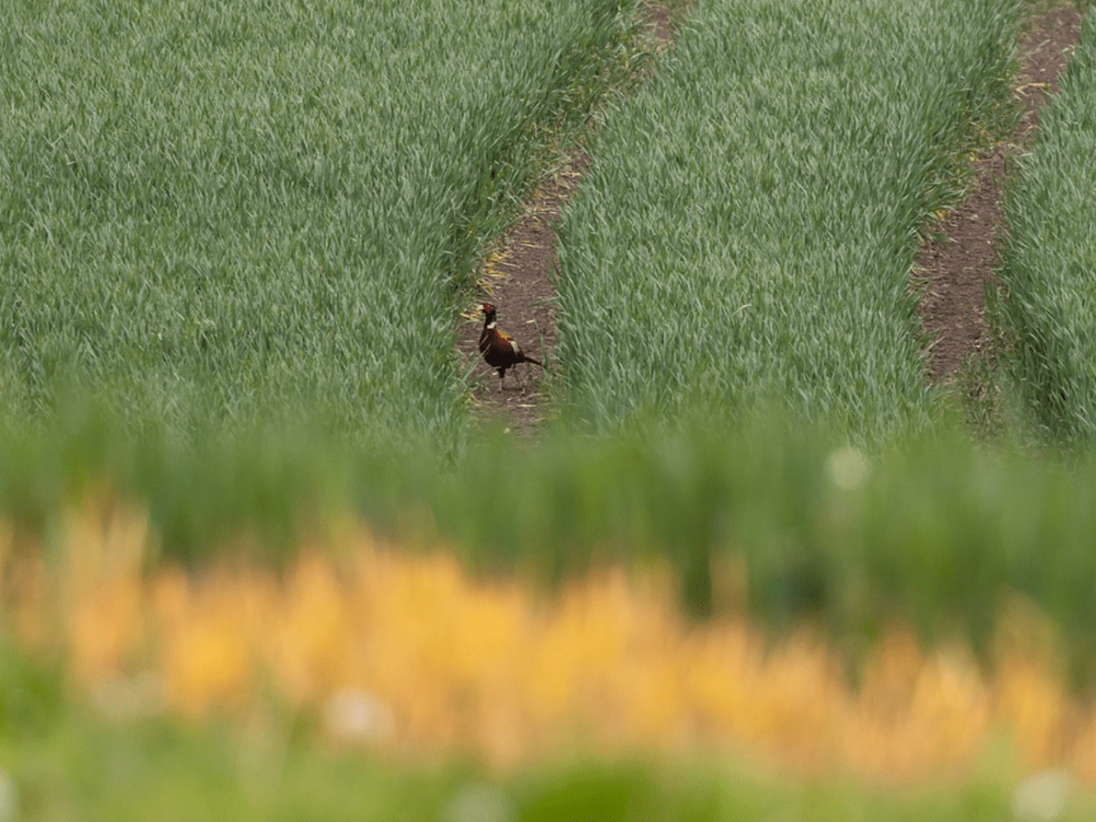 The NGO welcomes Defra’s promise to fight Wild Justice’s latest&nbsp;challenge